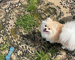 Собаки в Москве: Померанский шпиц малый Девочка, 25 000 руб. - фото 2