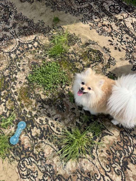 Собаки в Москве: Померанский шпиц малый Девочка, 25 000 руб. - фото 2