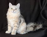 Кошки в Тюмени: Сибирский котёнок Девочка, 15 000 руб. - фото 6