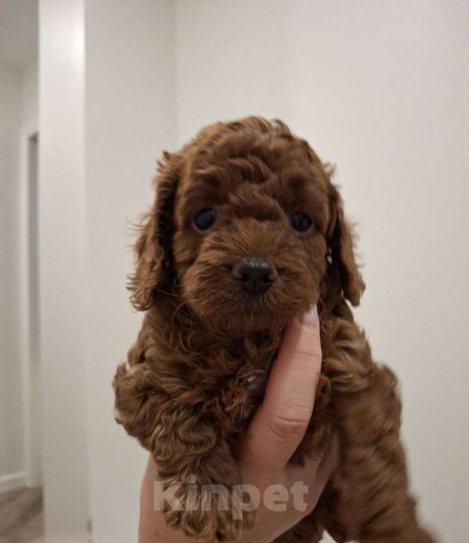 Собаки в Липецке: Продам щенка мальчика Мальчик, 85 000 руб. - фото 3