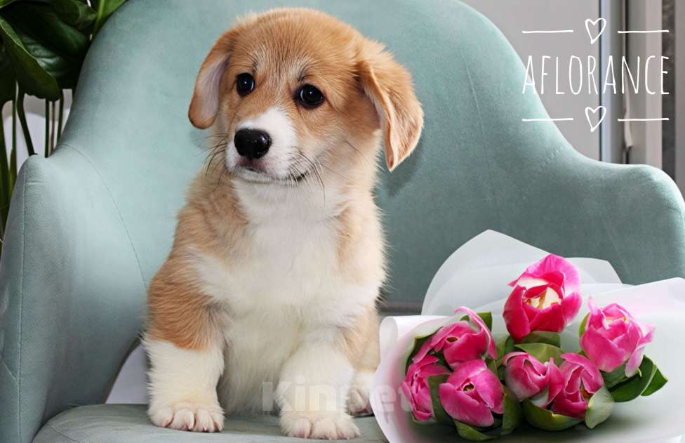 Собаки в Санкт-Петербурге: Щенок вельш корги пемброк Мальчик, 80 000 руб. - фото 2