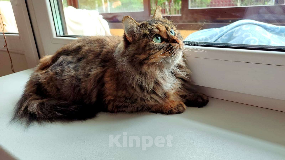 Кошки в Москве: Британские кошки и коты Девочка, 10 000 руб. - фото 1