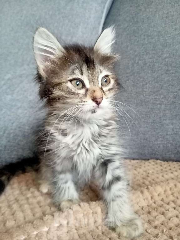 Кошки в Тольятти: Потеряшки  Девочка, 1 руб. - фото 4