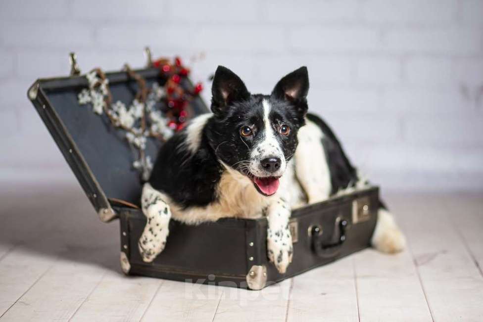 Собаки в Москве: Басенджи Агата в добрые руки Девочка, 1 руб. - фото 4