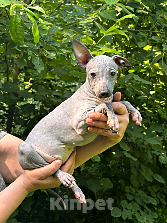 Собаки в Москве: Американский голый терьер, щенок девочка Девочка, 45 000 руб. - фото 4