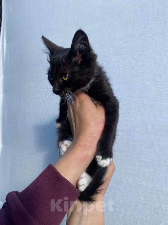 Кошки в других городах Московской области: Крош Мальчик, Бесплатно - фото 4