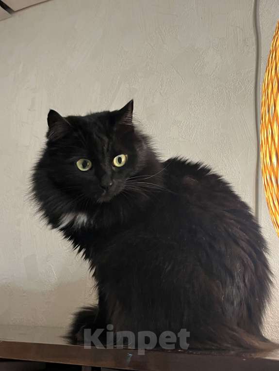 Кошки в Москве: Лея и Леся ищут дом Девочка, Бесплатно - фото 3