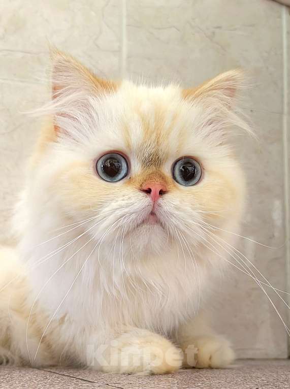 Кошки в Кисловодске: Nicole Девочка, 60 000 руб. - фото 2