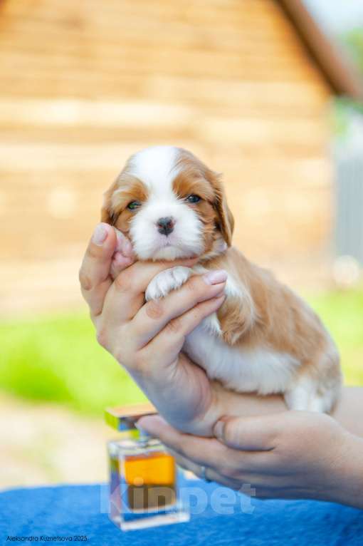 Собаки в Челябинске: Девочка от шикарных титулованных родителей Девочка, Бесплатно - фото 6