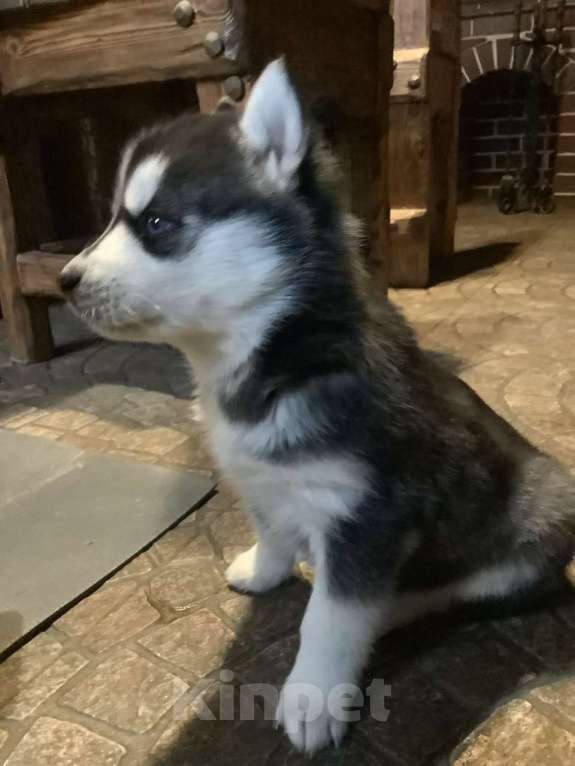 Собаки в Чехове: Девочка 1 Девочка, 15 000 руб. - фото 1