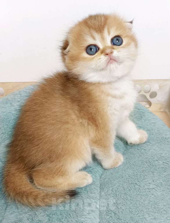 Кошки в Москве: Финкли Девочка, 90 000 руб. - фото 3