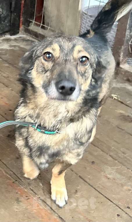 Собаки в Санкт-Петербурге: Маленький собачонок, совсем крошка на коротких лапках Мальчик, Бесплатно - фото 9