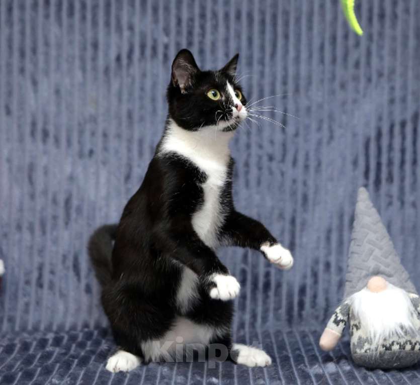 Кошки в Санкт-Петербурге: Особенная Василиса в добрые руки Девочка, Бесплатно - фото 3