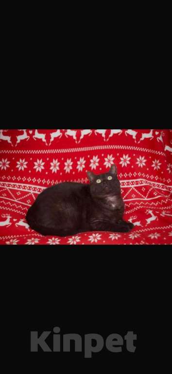 Кошки в Москве: В добрые руки Мальчик, 100 руб. - фото 3