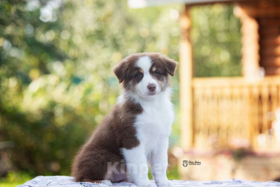 Собаки в Москве: австралийская овчарка аусси Мальчик, 60 000 руб. - фото 9