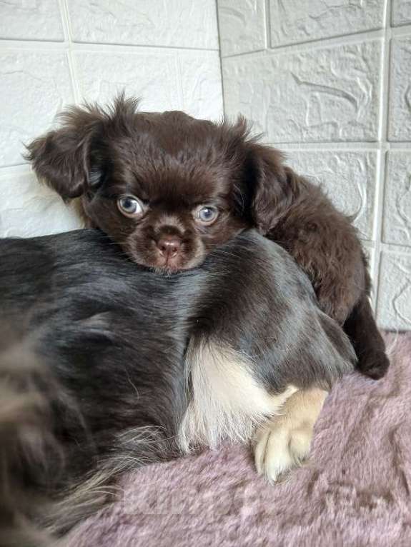 Собаки в Иркутске: Продаю щенков чихуахуа длинношерстных Девочка, 55 000 руб. - фото 4