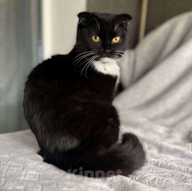 Кошки в Москве: Кошечку Фиону выкинули котенком к мусорке в закрытой коробке 💔 Девочка, Бесплатно - фото 3