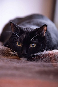 Милка, Рафаэла и Харибо: ожидание, которое затянулось