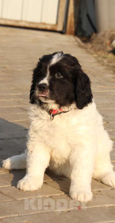 Собаки в других городах Московской области: Щенки Ландсира Девочка, Бесплатно - фото 4