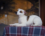 Собаки в Москве: Щенок небольшой собаки в добрые руки Мальчик, Бесплатно - фото 6