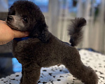 Собаки в Курске: Щенки пуделя Разнополые, Бесплатно - фото 6