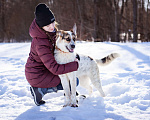 Собаки в Москве: Молодая красивая девчонка ждёт своего хозяина в приюте Девочка, Бесплатно - фото 5