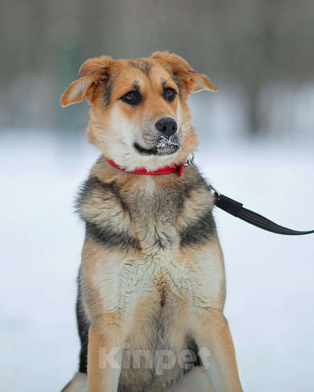 Собаки в Москве: Щенок Марти Девочка, Бесплатно - фото 9
