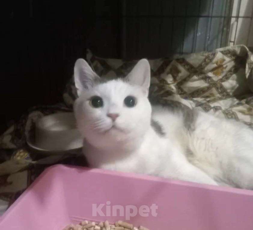 Кошки в Москве: Белый кот с серой “шапочке” Мальчик, Бесплатно - фото 1