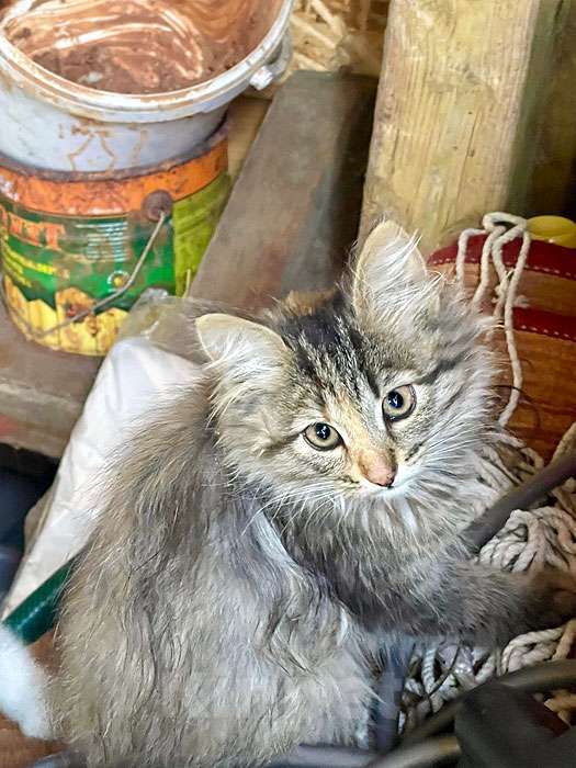 Кошки в Москве: Три славных котенка, мальчик и девочки ищут дом Девочка, 10 руб. - фото 6