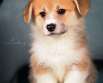 Собаки в Колпино: Щенок вельш-корги пемброк Девочка, 80 000 руб. - фото 2