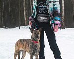 Собаки в Видном: Красивая тигровая собака 1,5г. в добрые руки Девочка, Бесплатно - фото 4