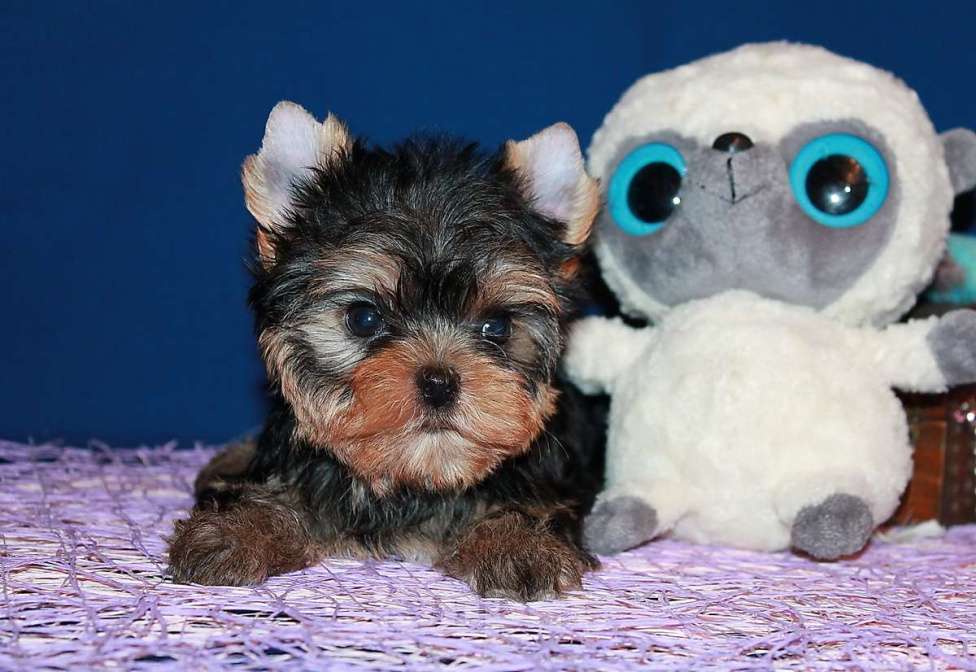 Собаки в Москве: Маленький мальчик, Лидер. Мальчик, 70 000 руб. - фото 3