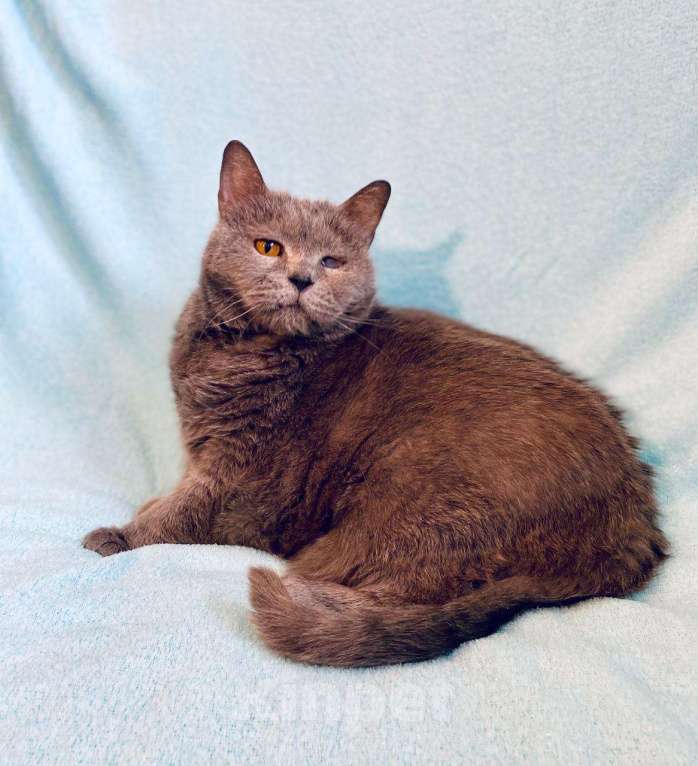 Кошки в Москве: Хозяйка умерла, кошку - на улицу Девочка, Бесплатно - фото 3