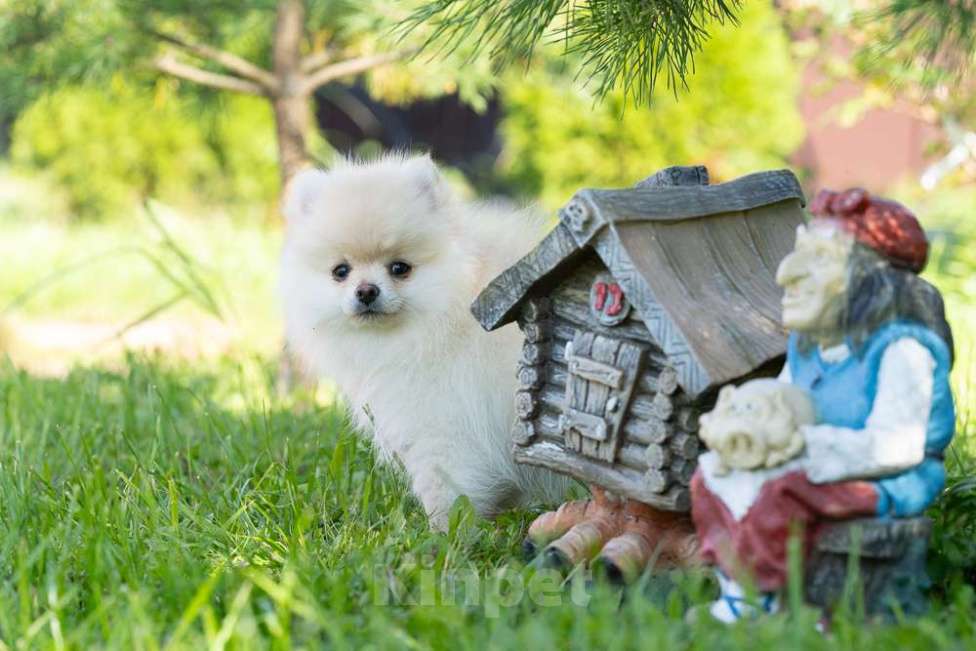 Собаки в других городах Московской области: Мальчик Тишка Мальчик, 30 000 руб. - фото 6
