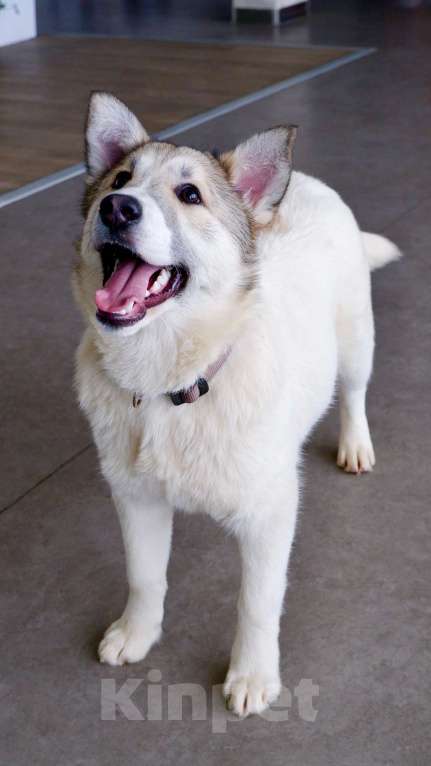 Собаки в Подольске: Очаровательный песик Каспий в добрые руки Мальчик, Бесплатно - фото 2