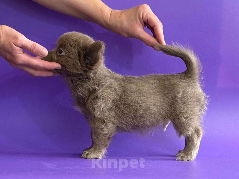 Собаки в Уфе: Шикарный чихомалыш Мальчик, 50 000 руб. - фото 3