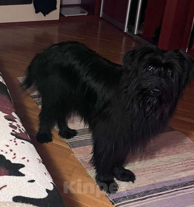 Собаки в Москве: Небольшой метис шнауцера в добрые руки Мальчик, Бесплатно - фото 8