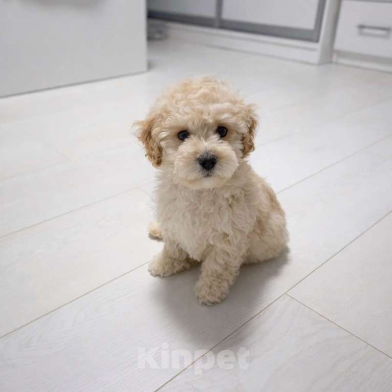 Собаки в Москве: Щенок мальтипу ф1 мальчик Мальчик, 80 000 руб. - фото 1