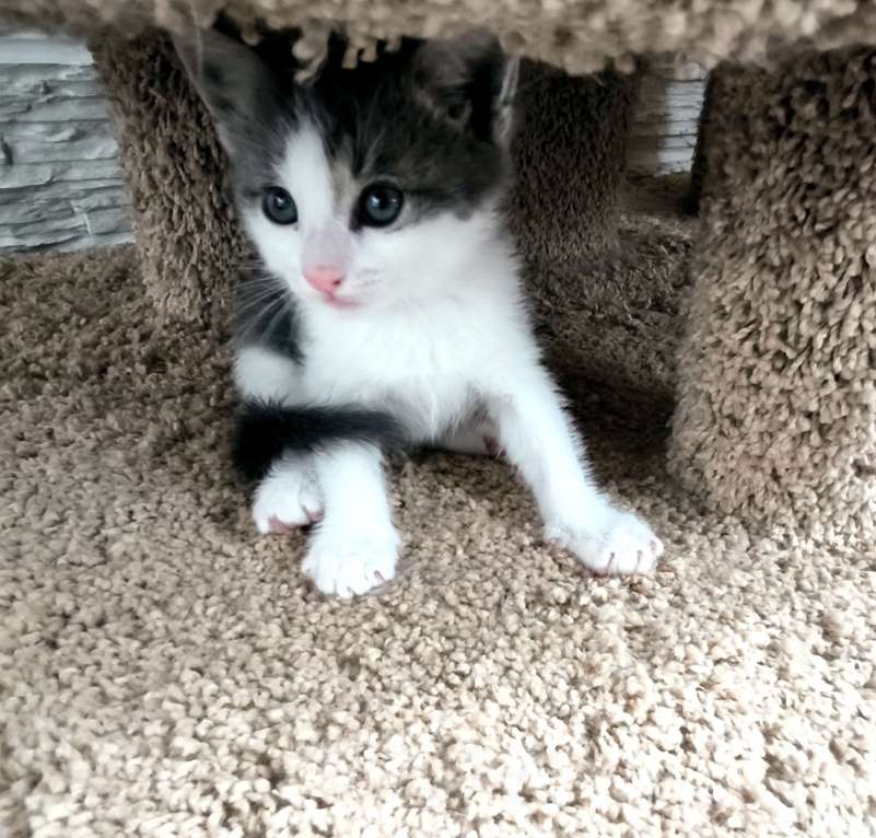 Кошки в Москве: Котята Девочка, Бесплатно - фото 2