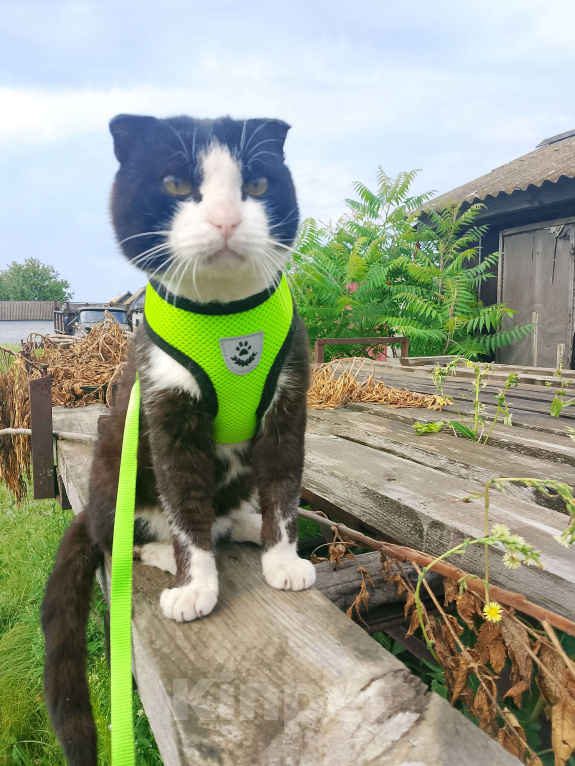 Кошки в Тамбове: Феликс  Мальчик, Бесплатно - фото 2