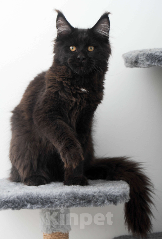 Кошки в Москве: Мейн-кун котенок Мальчик, 70 000 руб. - фото 7