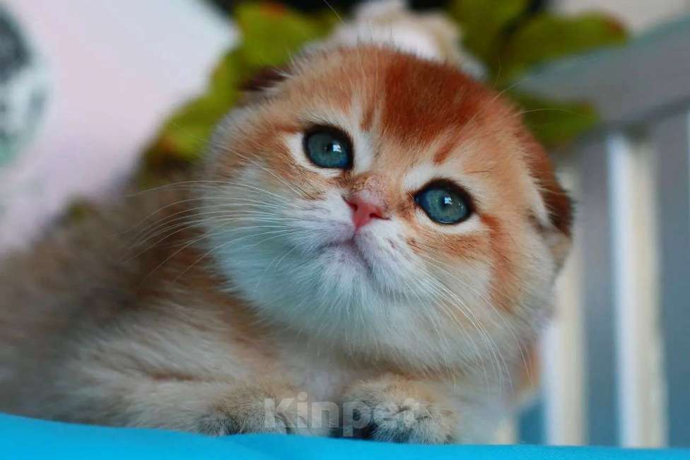 Кошки в Москве: Золотая шиншилла с документами  Девочка, 40 000 руб. - фото 1