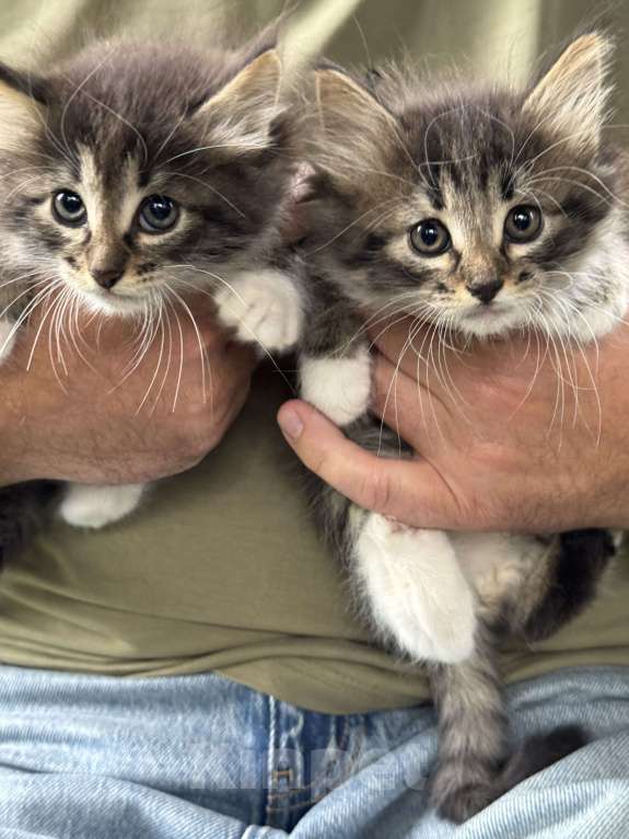Кошки в Москве: Котята 2 месяца  Мальчик, Бесплатно - фото 3