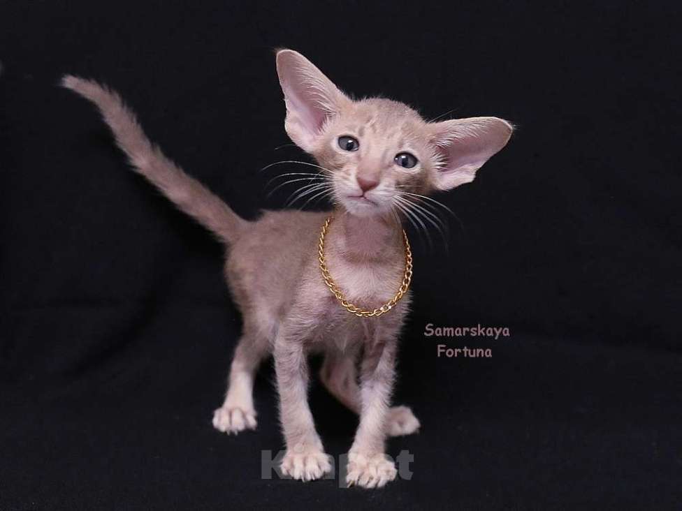 Кошки в других городах Самарской области: Ориентальная кошка лилового мраморного окраса  Девочка, 55 000 руб. - фото 2
