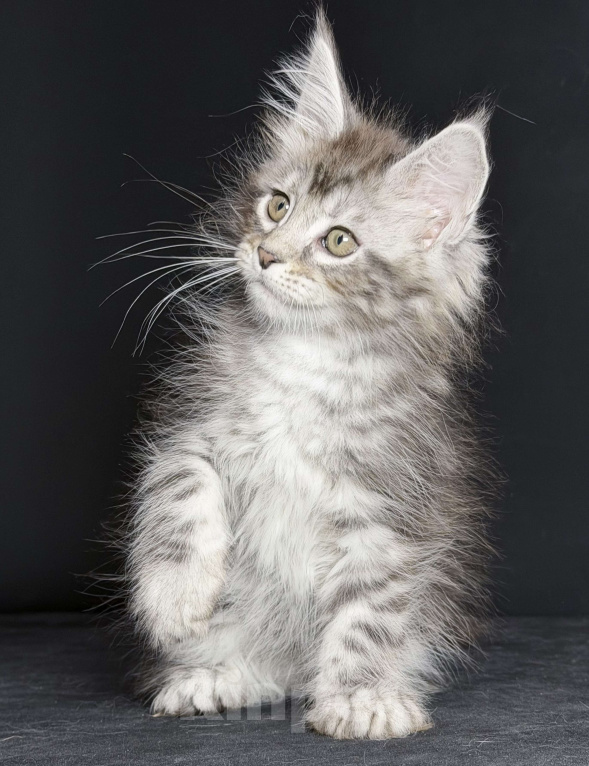 Кошки в других городах Московской области: Любознательная красотка Девочка, 30 000 руб. - фото 1