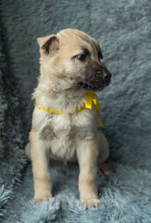 Собаки в Подольске: Амур ищет дом Мальчик, Бесплатно - фото 1