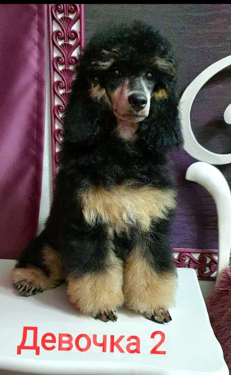Собаки в Москве: Девчата пуделята фантомы Девочка, 130 000 руб. - фото 6