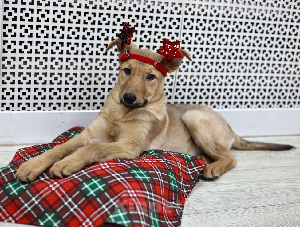 Собаки в Москве: Щенки бесплатно в Москве Девочка, Бесплатно - фото 6