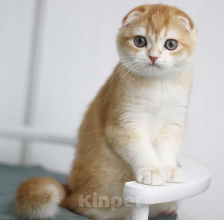 Кошки в Москве: Гарфилд Мальчик, 35 000 руб. - фото 3