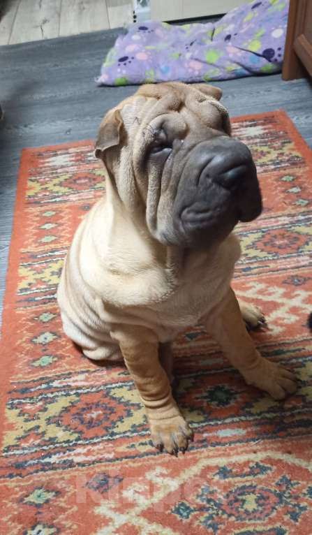 Собаки в Ленинске-Кузнецком: Красотка Изабелла , добрая, шустрая.  Девочка, Бесплатно - фото 4